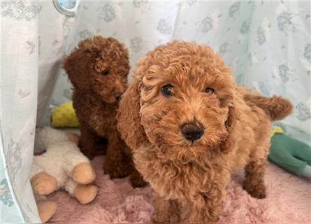 Wunderschöne Mini/Medium Goldendoodle Welpen in Rot/Apricot zu verkaufen