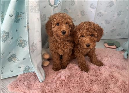 Wunderschöne Mini/Medium Goldendoodle Welpen in Rot/Apricot zu verkaufen