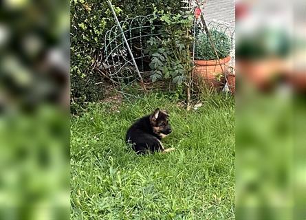 Schäferhund Welpen Hündinnen