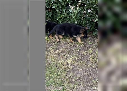 Schäferhund Welpen Hündinnen