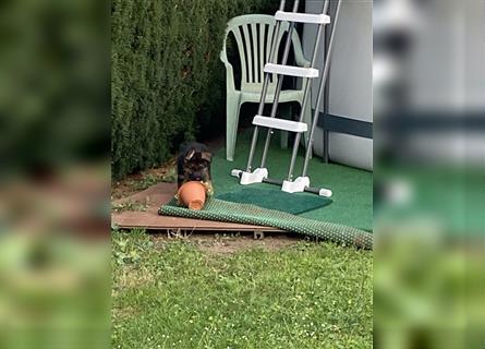 Schäferhund Welpen Hündinnen