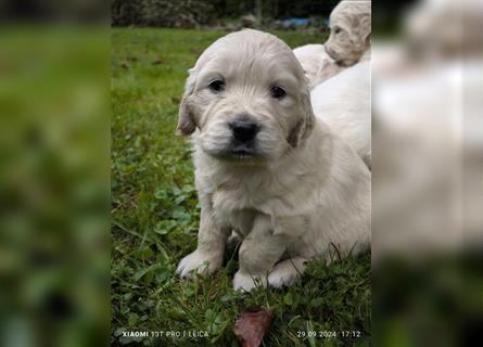 Golden Retriever Welpen