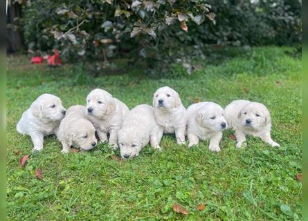 Golden Retriever Welpen