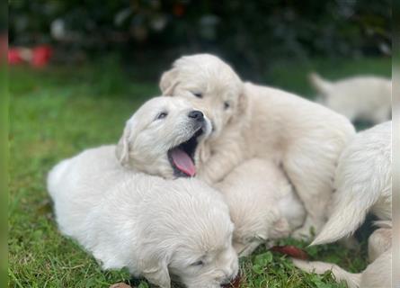 Golden Retriever Welpen