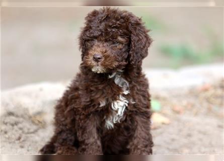 Lagotto Romagnolo