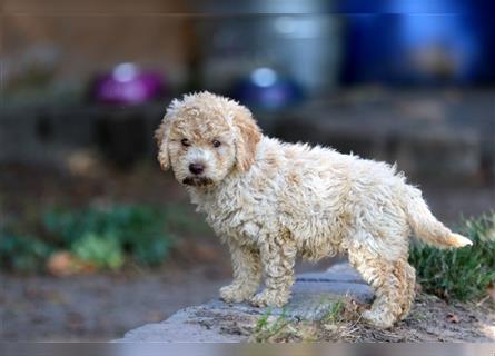 Lagotto Romagnolo