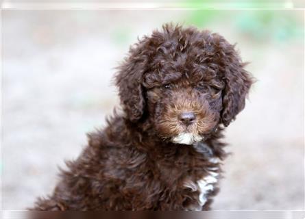 Lagotto Romagnolo