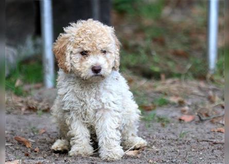 Lagotto Romagnolo