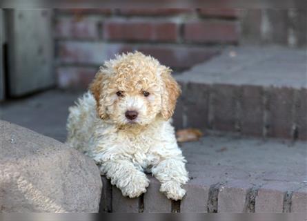 Lagotto Romagnolo