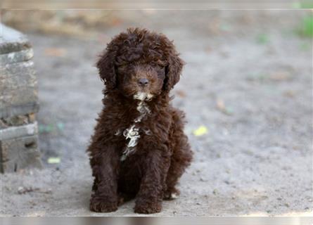 Lagotto Romagnolo