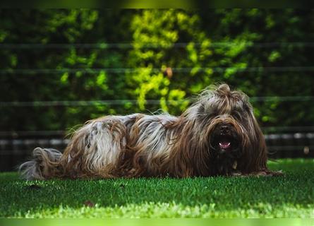 Tibet-Terrier welpen von der Flöckchenoase