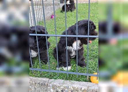 Tibet-Terrier welpen von der Flöckchenoase