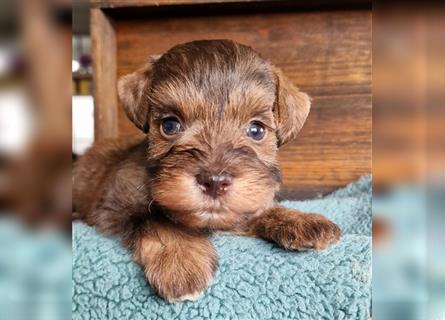 American Schnauzer