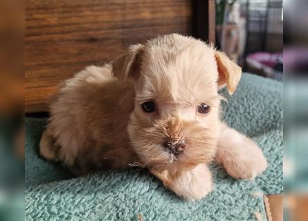 American Schnauzer