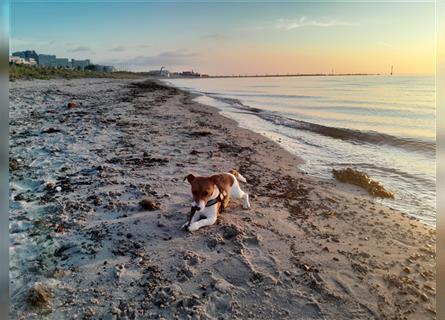 Jack Russel Terrier