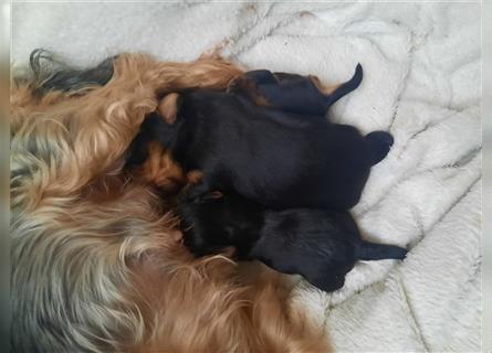 yorkshire terrier kleinbleibend