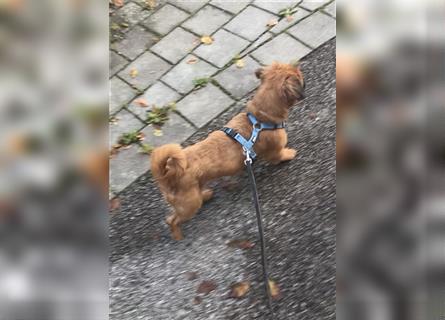 Fröhlicher Rocky sucht ein Zuhause