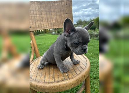 Französische Bulldogge