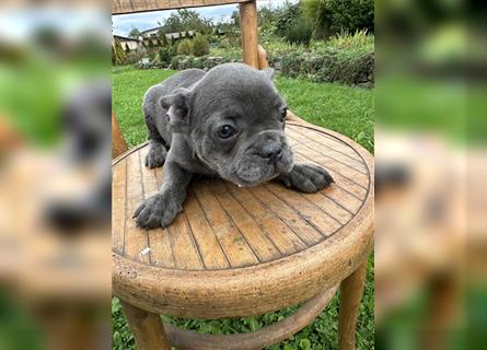 Französische Bulldogge