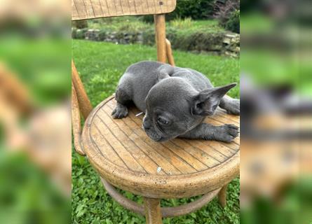 Französische Bulldogge