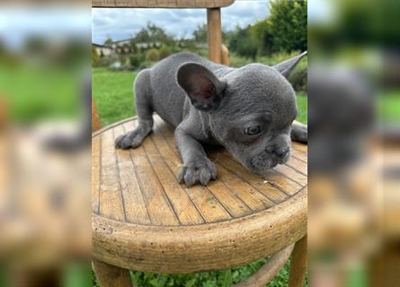 Französische Bulldogge