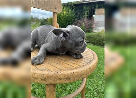 Französische Bulldogge