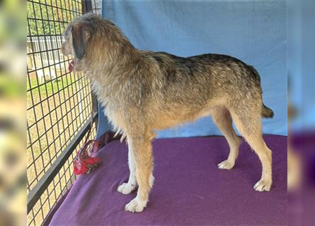 (R) ❤️ liebster Lausbub DONI - 1,5 Jahre, 42cm/13kg - Schnauzer-Mix