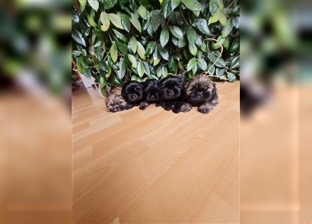 Wunderschöne Shih-tzu Welpen