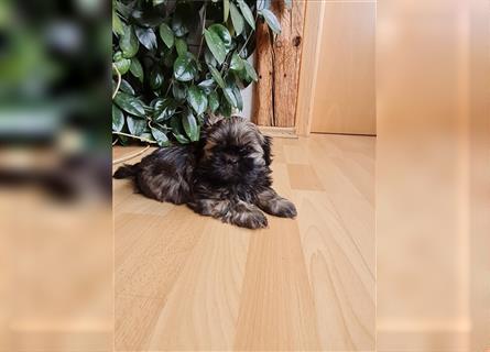 Wunderschöne Shih-tzu Welpen