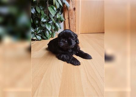 Wunderschöne Shih-tzu Welpen