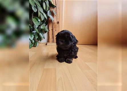 Wunderschöne Shih-tzu Welpen