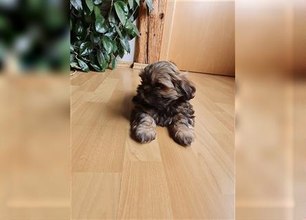 Wunderschöne Shih-tzu Welpen