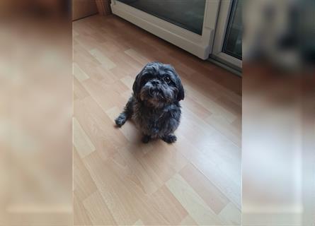 Wunderschöne Shih-tzu Welpen