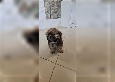 Wunderschöne Shih-tzu Welpen