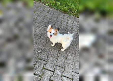 Papillon-Chihuahua-Mix