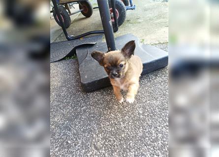 Papillon-Chihuahua-Mix