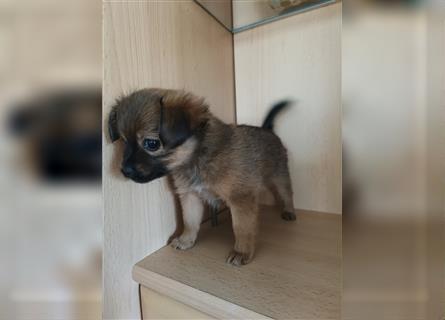 Papillon-Chihuahua-Mix