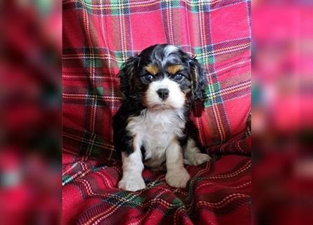 Schöne Cavalier King Charles Welpen zu verkaufen