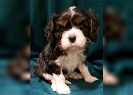 Schöne Cavalier King Charles Welpen zu verkaufen