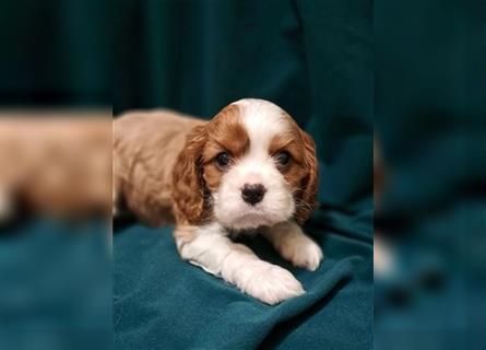 Schöne Cavalier King Charles Welpen zu verkaufen