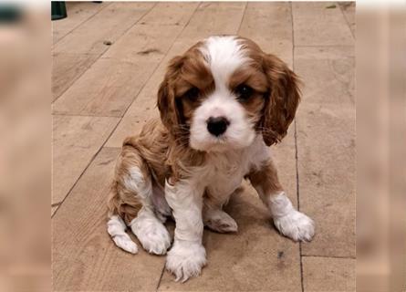 Schöne Cavalier King Charles Welpen zu verkaufen