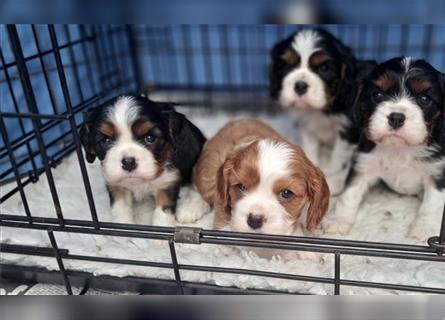 Schöne Cavalier King Charles Welpen zu verkaufen