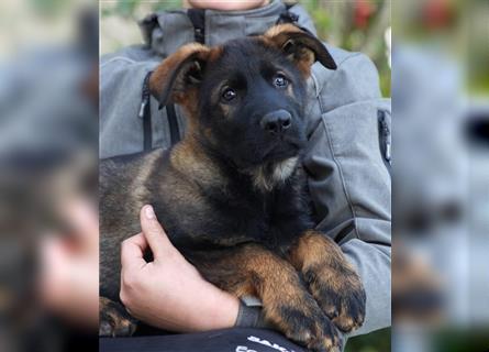 Dt. Schäferhundwelpen Rüden aus 100% DDR-Blutlinien m. SVPap..