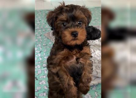 Yorkiepoo -Welpen    2 Jungs 1 Mädchen   12 Wochen     Privat