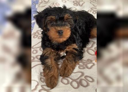 Yorkiepoo -Welpen    2 Jungs 1 Mädchen   12 Wochen     Privat