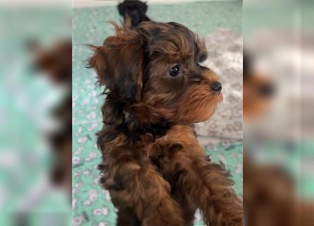 Yorkiepoo -Welpen    2 Jungs 1 Mädchen   12 Wochen     Privat