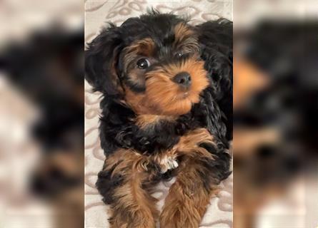 Yorkiepoo -Welpen    2 Jungs 1 Mädchen   12 Wochen     Privat