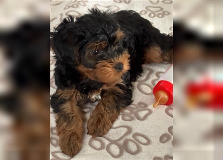 Yorkiepoo -Welpen    2 Jungs 1 Mädchen   12 Wochen     Privat