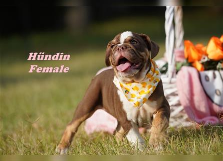 Englische Bulldogge Welpen