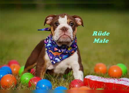 Englische Bulldogge Welpen